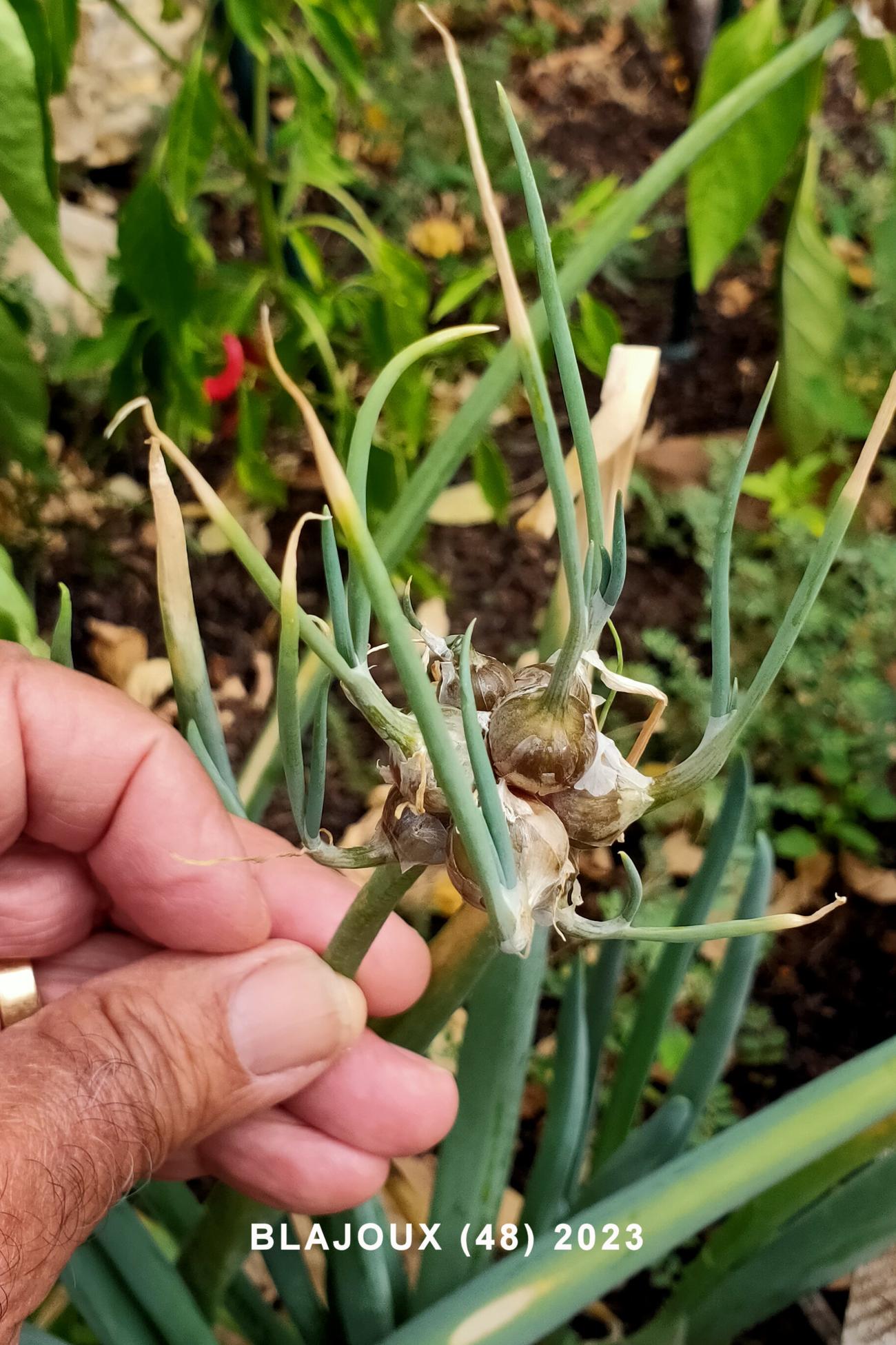 Onion, Tree flower